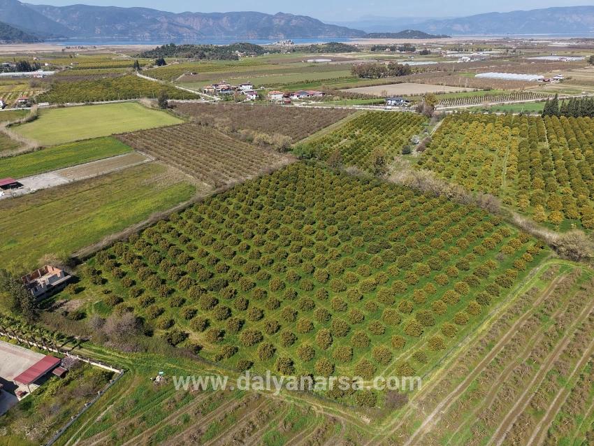 Для продажи Виноградник и сад в Dalyan Ortaca - Под Виноградник и сад застройку - 17.550 m²