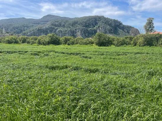 В Окчуларе 736m2 Общая Площадь 250m2 Строительная Разрешение Имеется Продается Земельный Участок