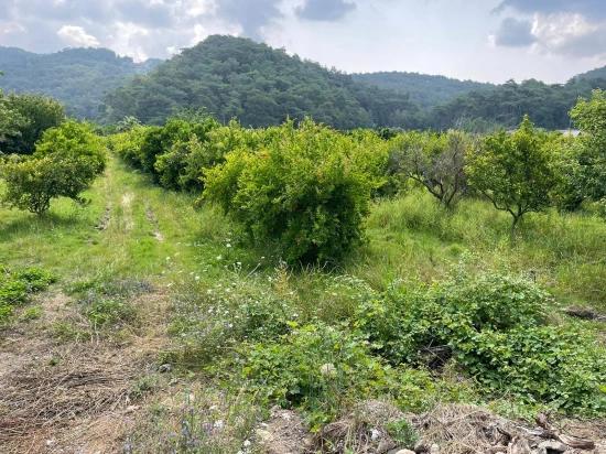 Земля 7800m2 На Продажу В Гёкбеле, Рядом С Дорогой Изтузу Бич Роуд