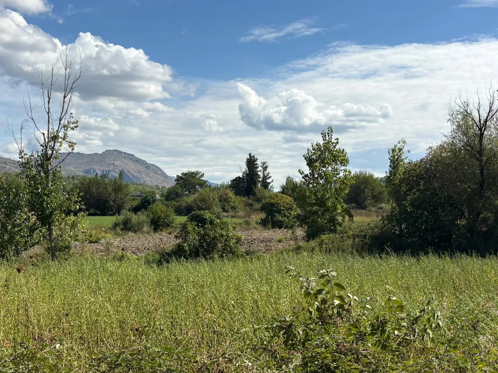 Köyceğiz Zeytinalanı'nda 10.500 m2 satılık tarla