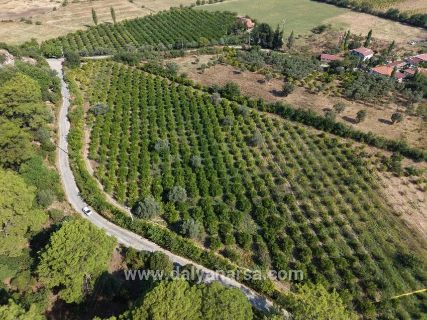 Köyceğiz Çandır Mahallesinde kanala sıfır 20.000m2 satılık tarla