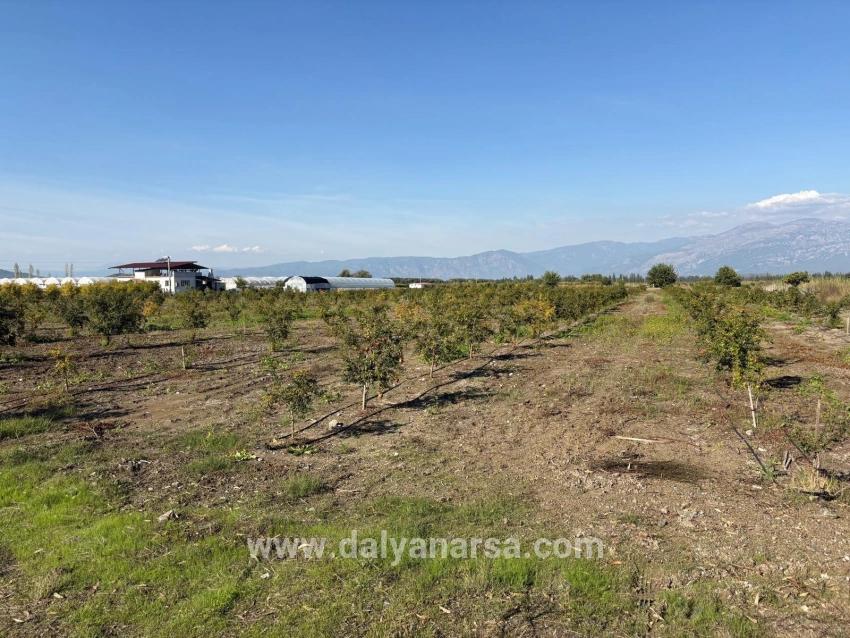 Eskiköy'de 21500m2 Satılık Nar Bahçesi