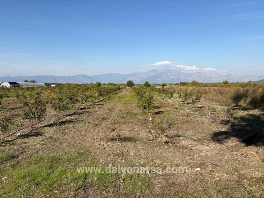 Eskiköy'de 21500m2 Satılık Nar Bahçesi