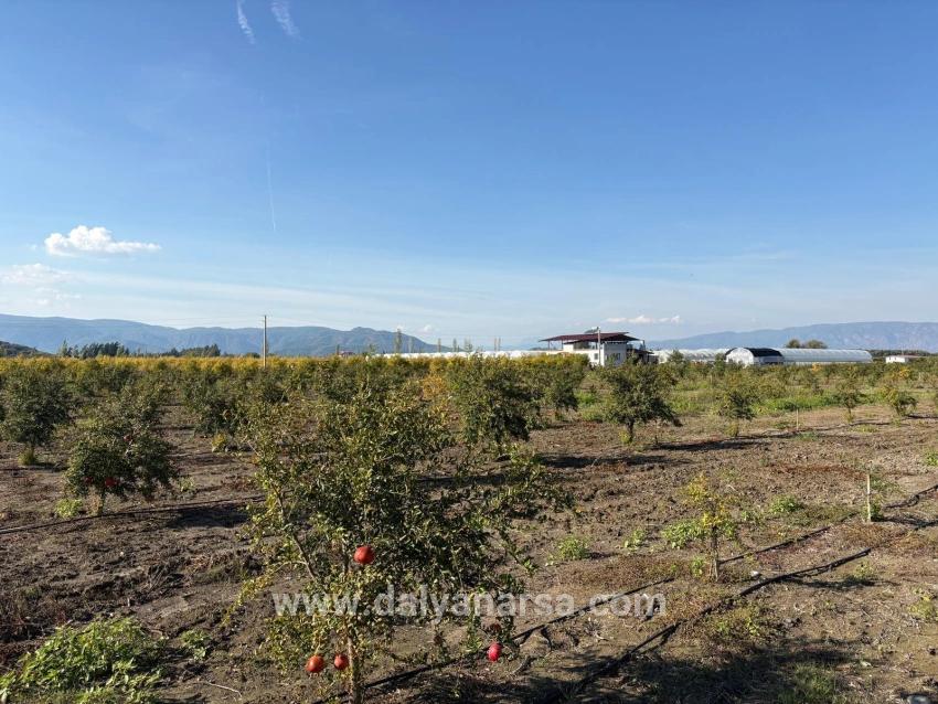 Eskiköy'de 21500m2 Satılık Nar Bahçesi