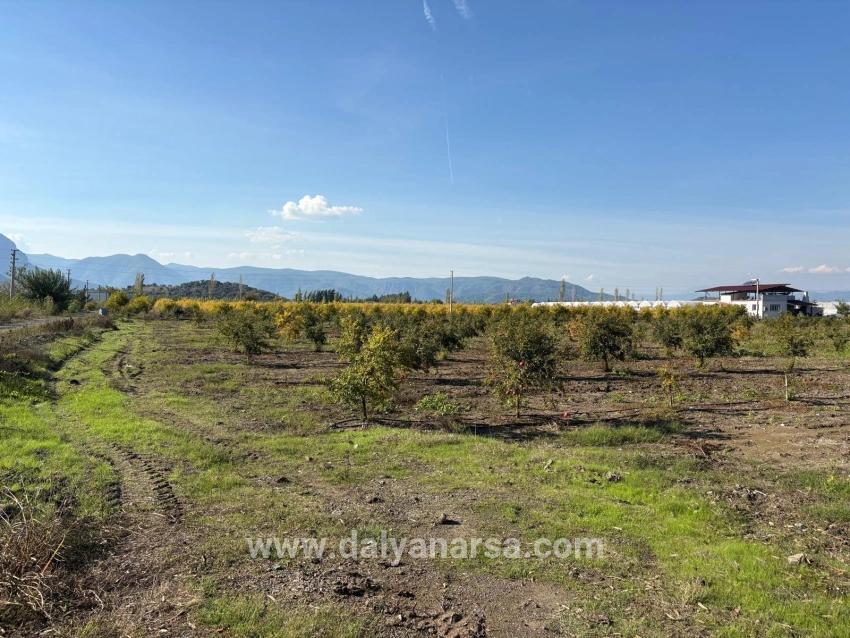 Eskiköy'de 21500m2 Satılık Nar Bahçesi