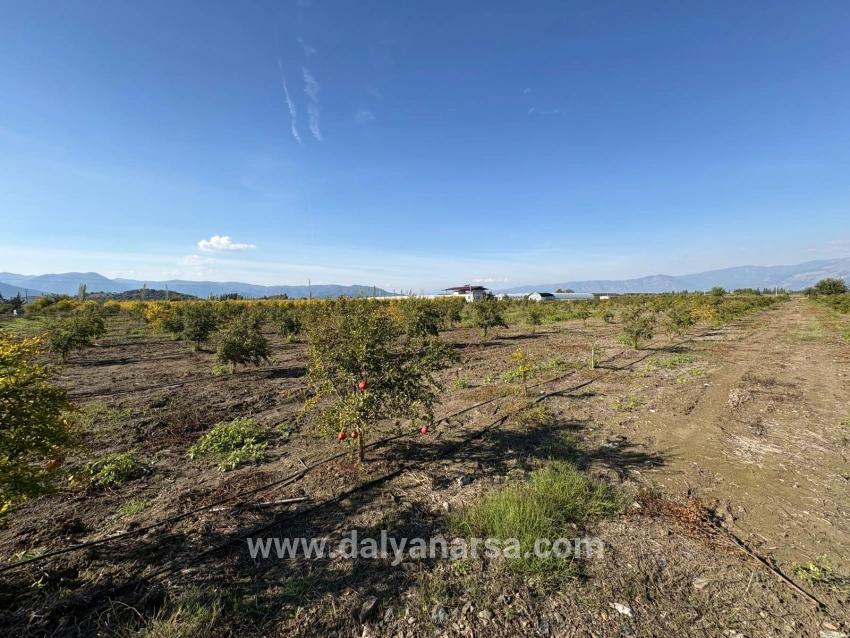 Eskiköy'de 21500m2 Satılık Nar Bahçesi