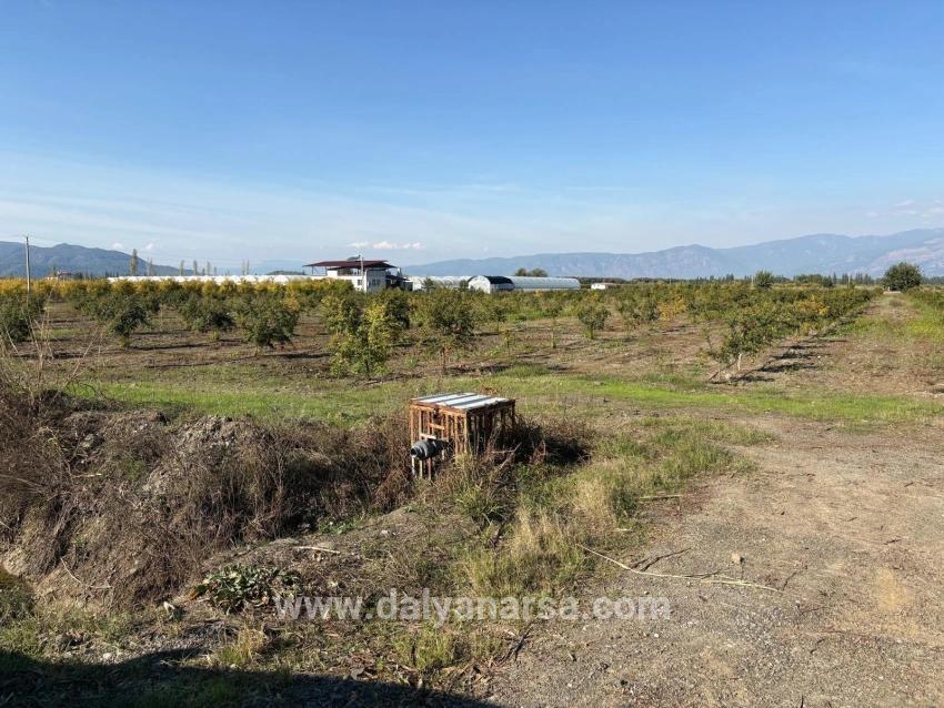 Eskiköy'de 21500m2 Satılık Nar Bahçesi