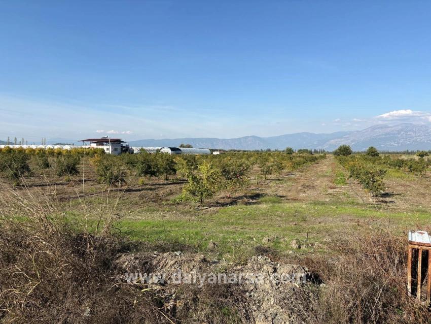 Eskiköy'de 21500m2 Satılık Nar Bahçesi