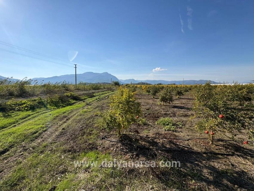 Eskiköy'de 21500m2 Satılık Nar Bahçesi
