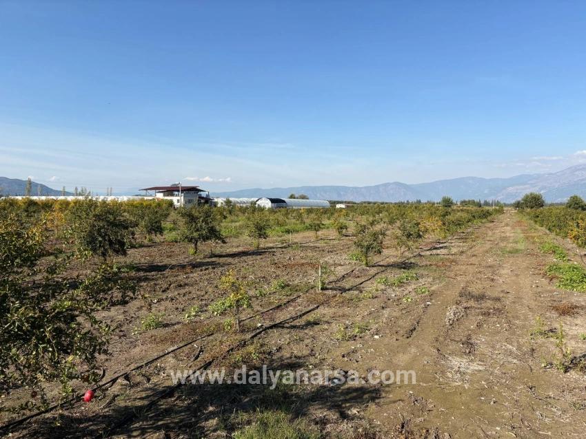 Eskiköy'de 21500m2 Satılık Nar Bahçesi