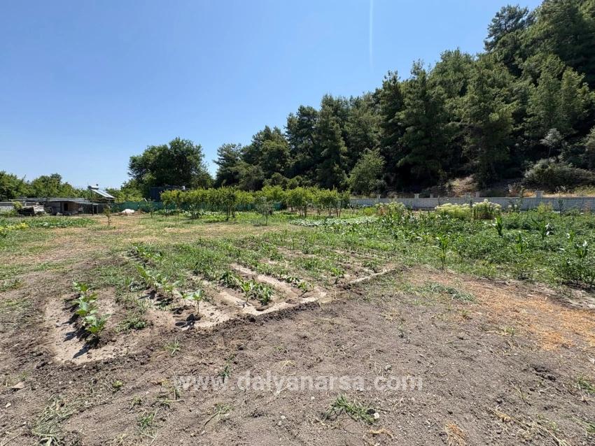 Dalyan Karadağ Mevkiinde 2500m2 Tarla İçerisinde 120m2 Müstakil Ahşap Ev