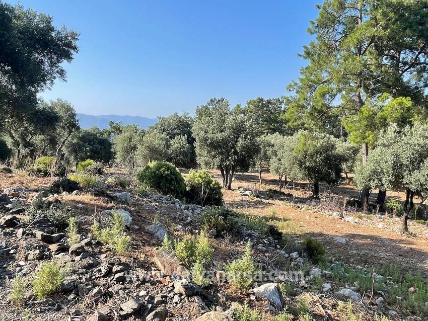Köyceğiz Çandır Mah. Satılık Tarla - Konut İmar Durumlu - 10.481 m²