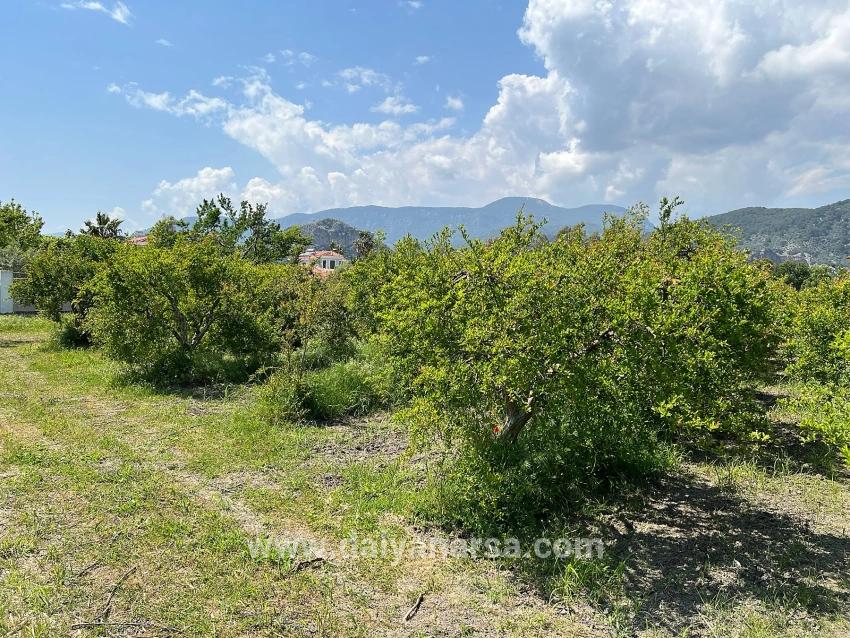 Dalyan Maraş Mevkiinden 5,100m2 %5 Konut İmarlı Satılık Arsa