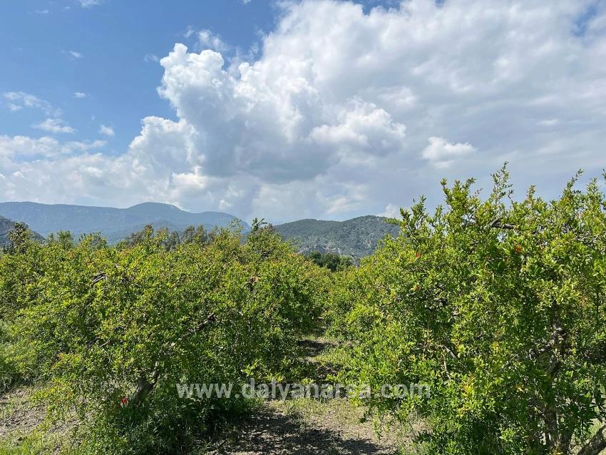 Dalyan Maraş Mevkiinden 5,100m2 %5 Konut İmarlı Satılık Arsa