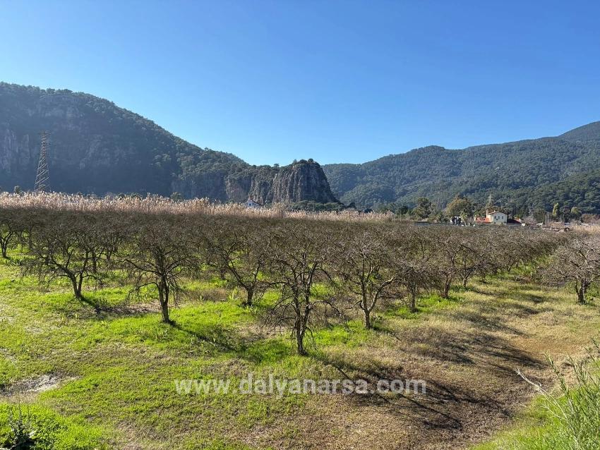 Dalyan'da Bağ Bahçe Olarak 5985m2 %5 İmarlı Satılık Arsa