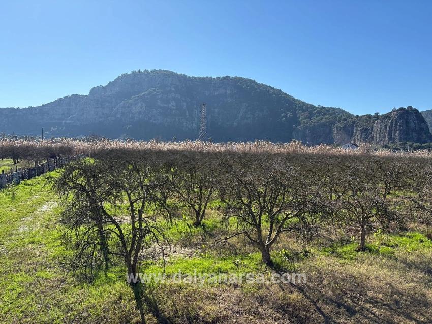 Dalyan'da Bağ Bahçe Olarak 5985m2 %5 İmarlı Satılık Arsa
