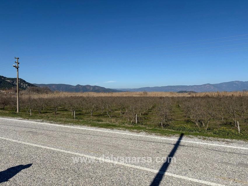 Dalyan'da Bağ Bahçe Olarak 5985m2 %5 İmarlı Satılık Arsa