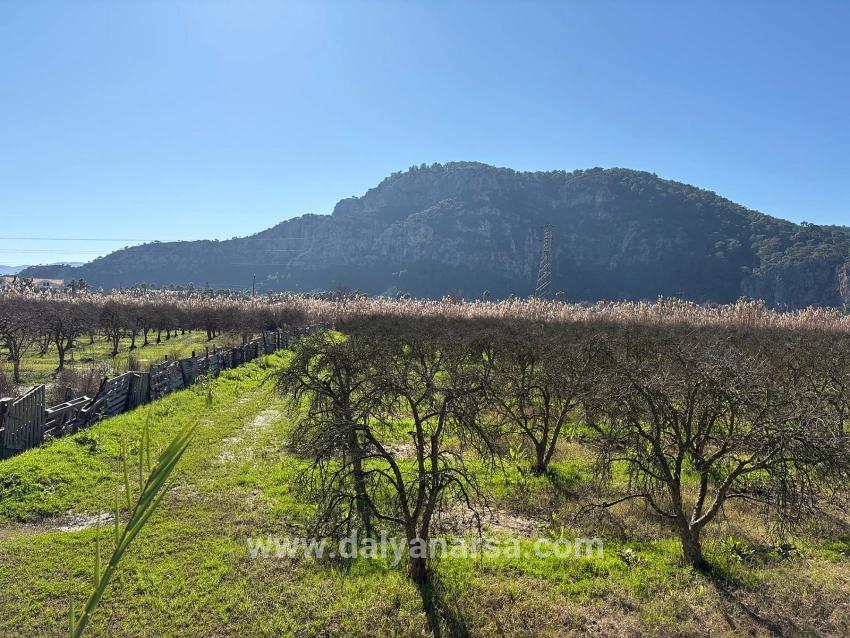 Dalyan'da Bağ Bahçe Olarak 5985m2 %5 İmarlı Satılık Arsa