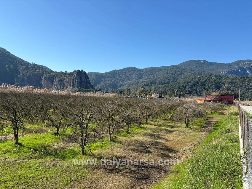 Dalyan'da Bağ Bahçe Olarak 5985m2 %5 İmarlı Satılık Arsa