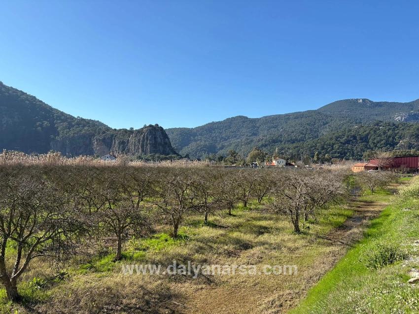 Dalyan'da Bağ Bahçe Olarak 5985m2 %5 İmarlı Satılık Arsa