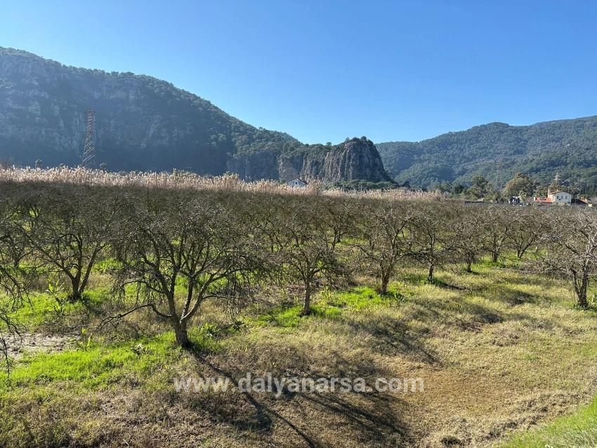 Dalyan'da Bağ Bahçe Olarak 5985m2 %5 İmarlı Satılık Arsa