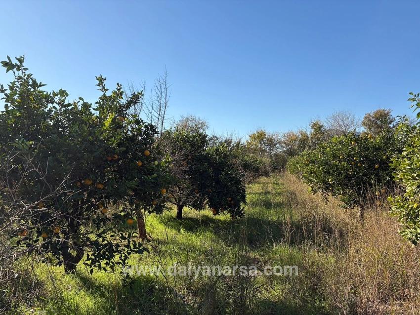 Dalyan'da 4.541m2 Satılık Bahçe