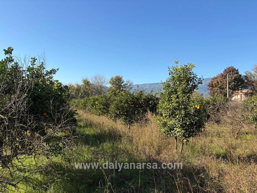 Dalyan'da 4.541m2 Satılık Bahçe