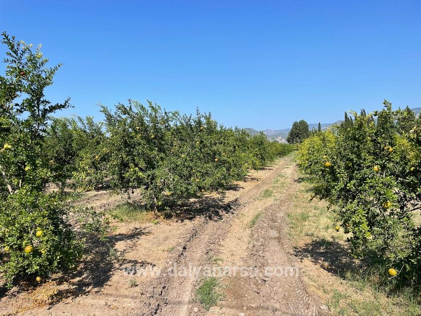 Dalyan Arıkbaşı Gerendüzü Mevkiinde 10,000m2 Satılık Nar Bahçesi