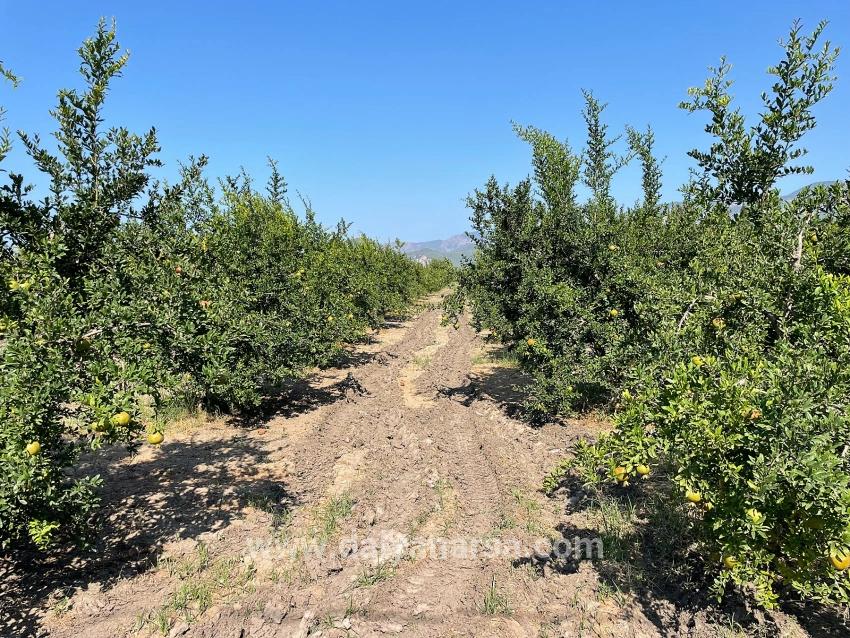 Dalyan Arıkbaşı Gerendüzü Mevkiinde 10,000m2 Satılık Nar Bahçesi