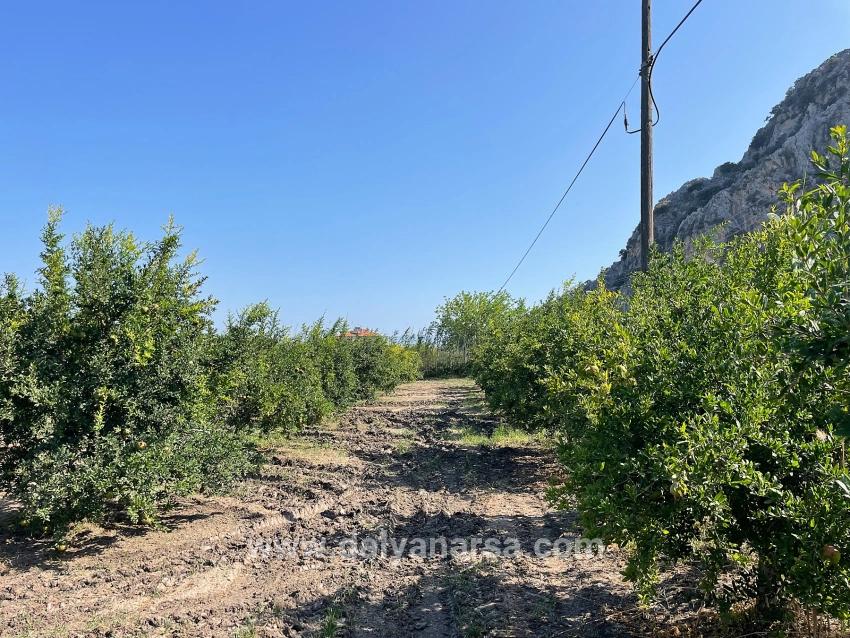 Dalyan Arıkbaşı Gerendüzü Mevkiinde 10,000m2 Satılık Nar Bahçesi