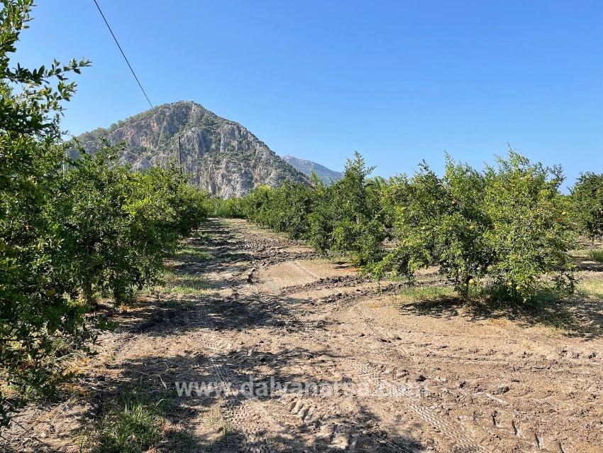 Dalyan Arıkbaşı Gerendüzü Mevkiinde 10,000m2 Satılık Nar Bahçesi