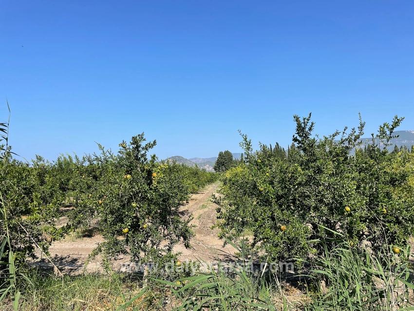 Dalyan Arıkbaşı Gerendüzü Mevkiinde 10,000m2 Satılık Nar Bahçesi