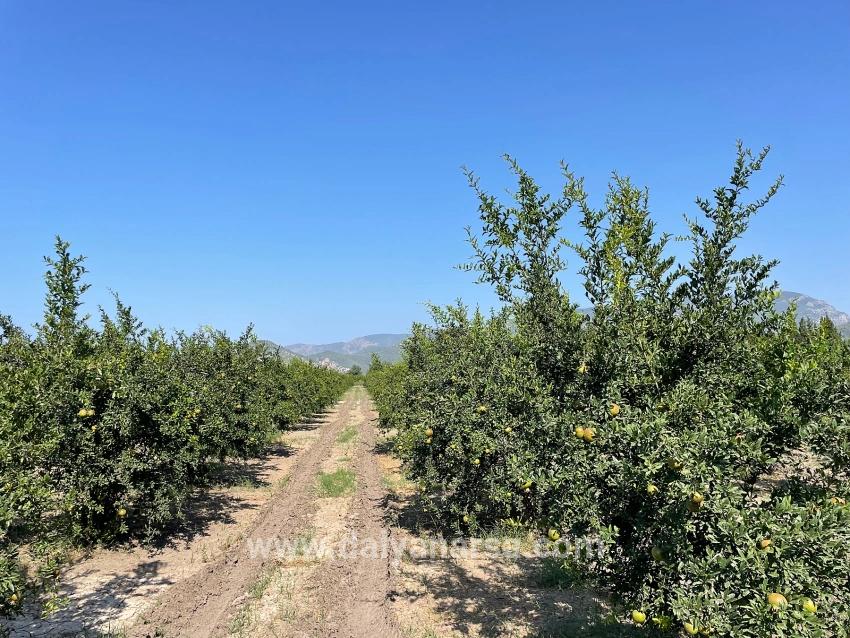 Dalyan Arıkbaşı Gerendüzü Mevkiinde 10,000m2 Satılık Nar Bahçesi