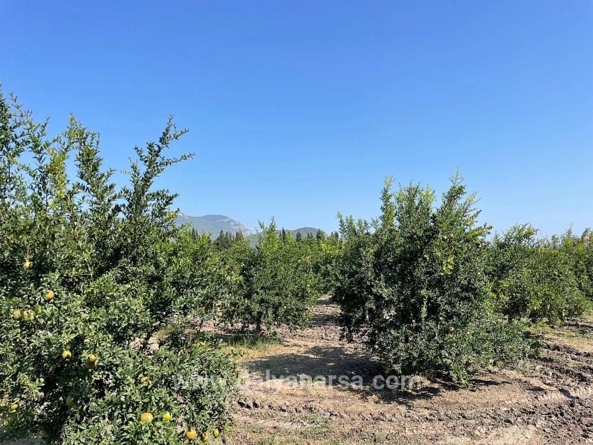 Dalyan Arıkbaşı Gerendüzü Mevkiinde 10,000m2 Satılık Nar Bahçesi