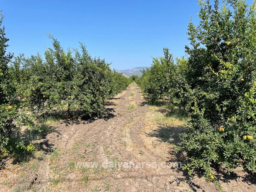 Dalyan Arıkbaşı Gerendüzü Mevkiinde 10,000m2 Satılık Nar Bahçesi