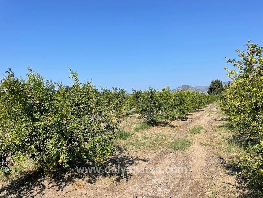 Dalyan Arıkbaşı Gerendüzü Mevkiinde 10,000m2 Satılık Nar Bahçesi
