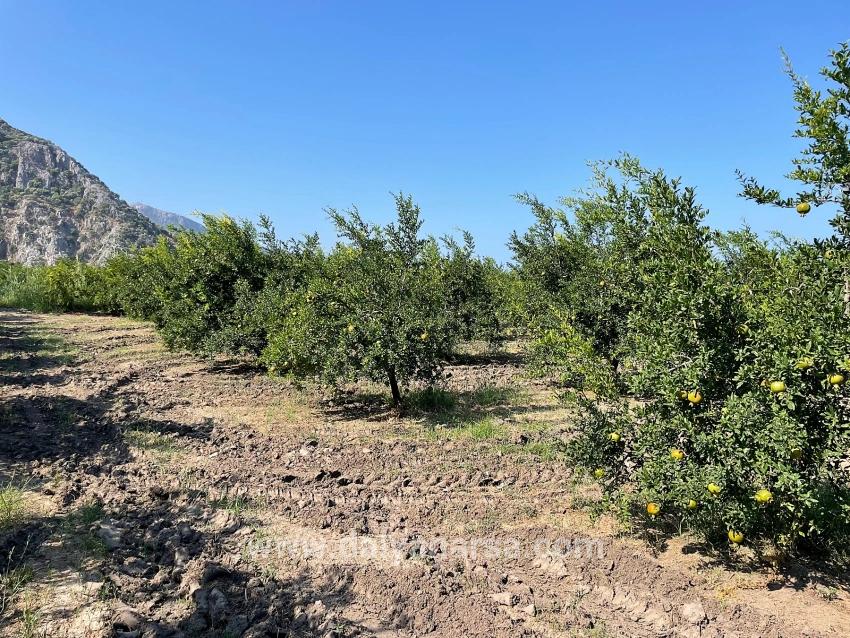 Dalyan Arıkbaşı Gerendüzü Mevkiinde 10,000m2 Satılık Nar Bahçesi