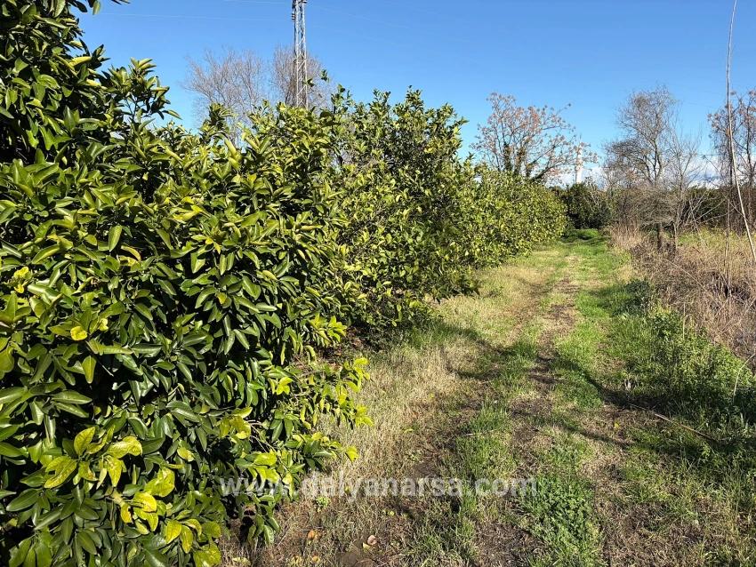 Ortaca Dalyan Mah. Satılık Tarla - Tarla İmar Durumlu - 16.500 m²