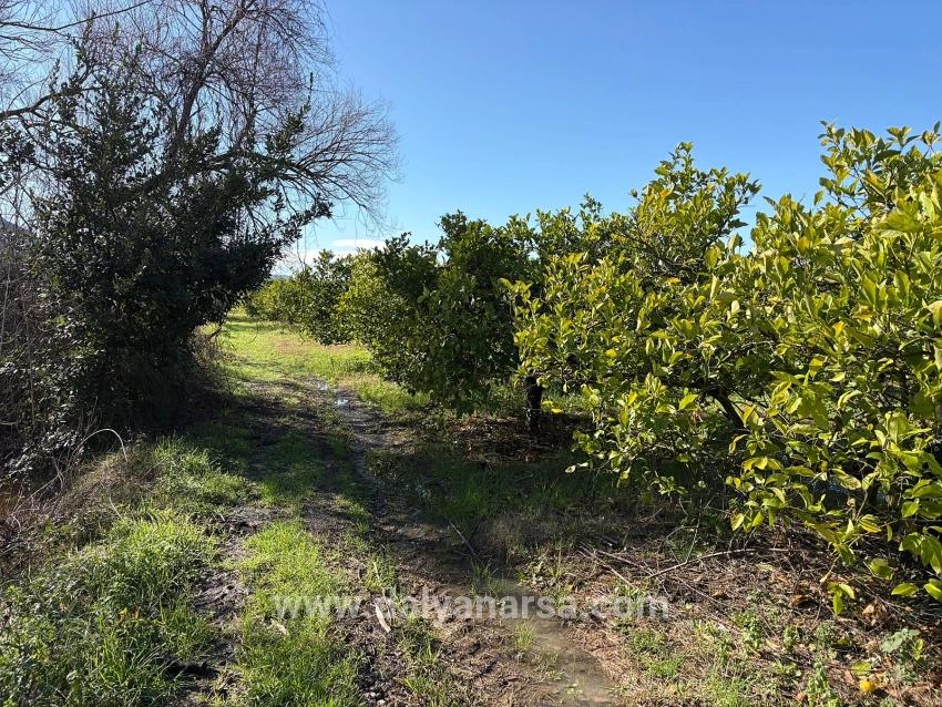Dalyan'da 16.500m2 Satılık Limon Bahçesi