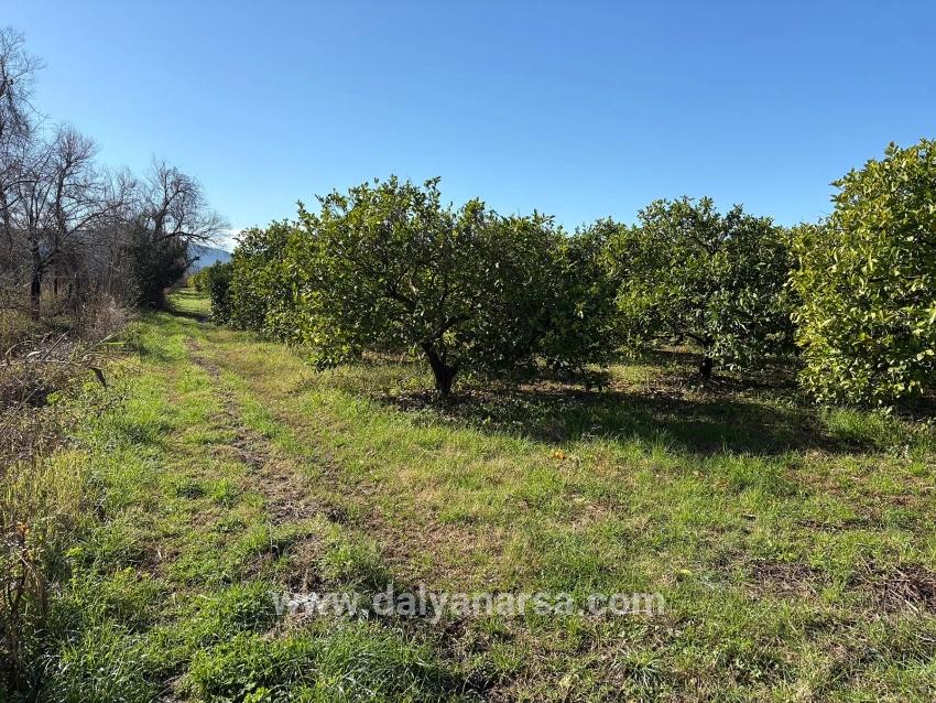 Ortaca Dalyan Mah. Satılık Tarla - Tarla İmar Durumlu - 16.500 m²