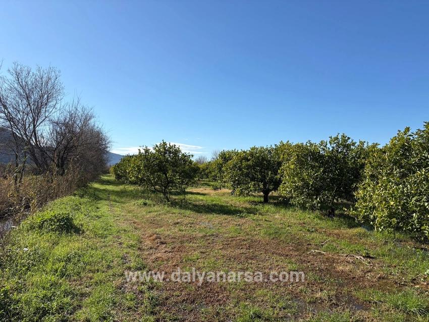 Dalyan'da 16.500m2 Satılık Limon Bahçesi