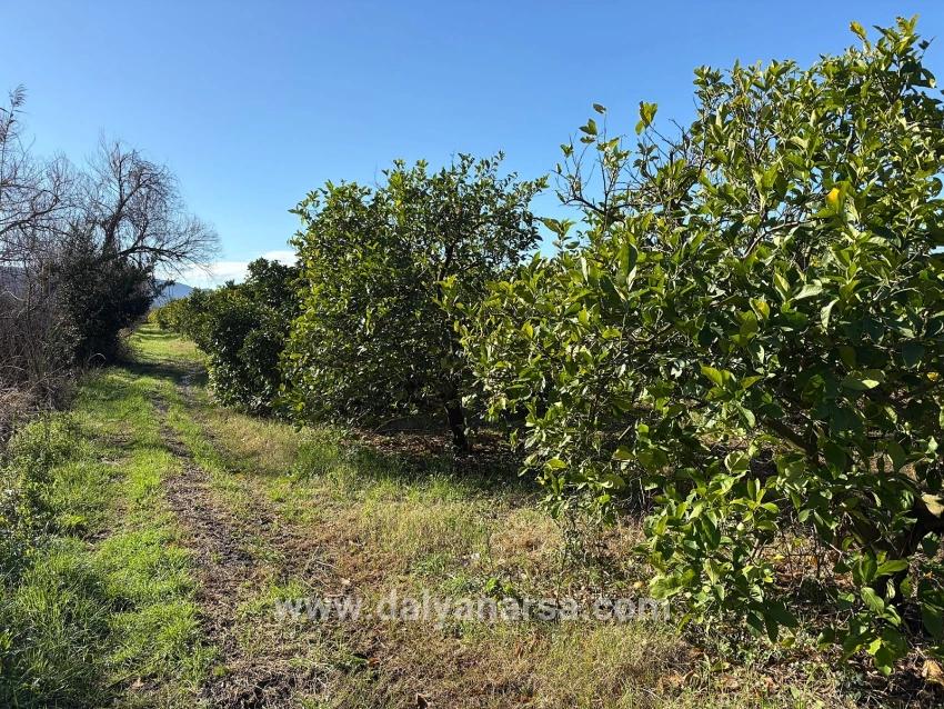 Dalyan'da 16.500m2 Satılık Limon Bahçesi