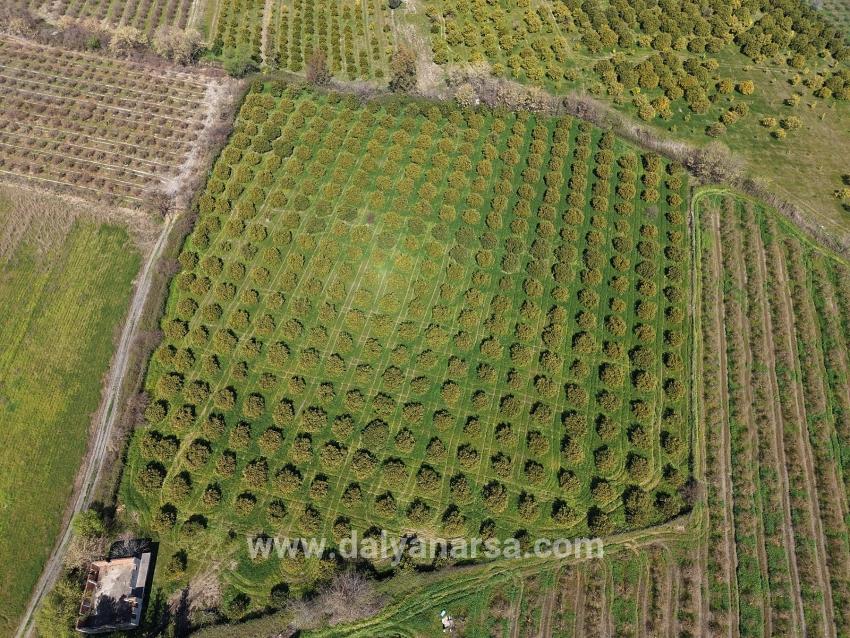 Dalyan Merkeze Yakın 17.550m2 Satılık Bağ-bahçe