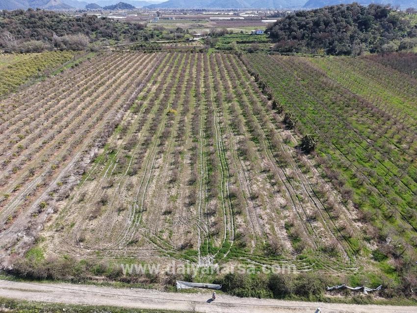 Eskiköy'de Göl Manzaralı 16.710m2 Satılık Nar Bahçesi