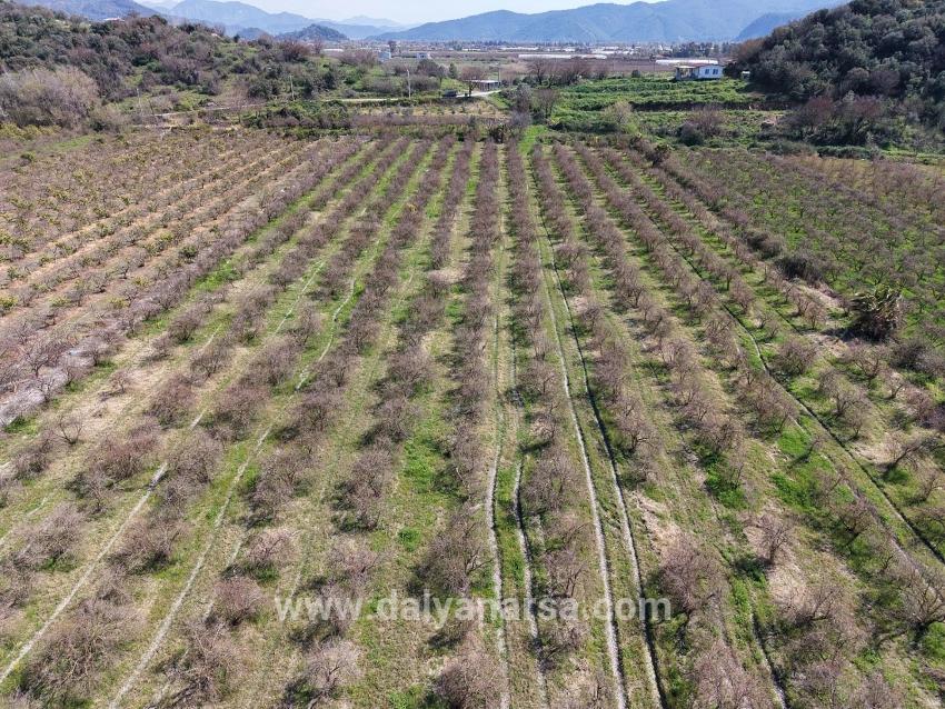 Eskiköy'de Göl Manzaralı 16.710m2 Satılık Nar Bahçesi