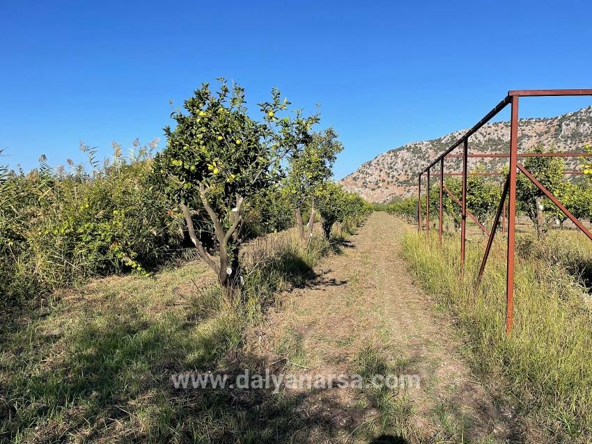 Dalyan'da Merkeze Yakın 6600m2 Satılık Tarla