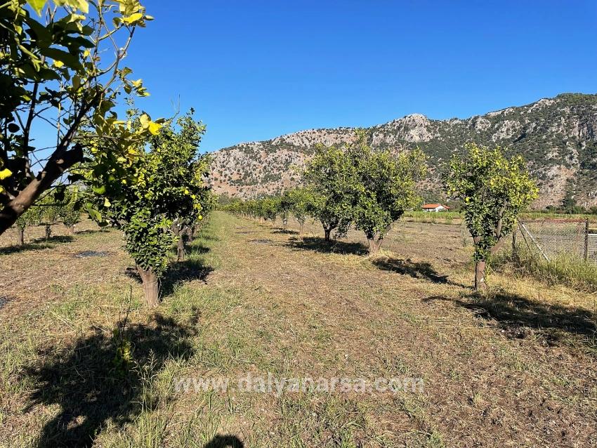 Dalyan'da Merkeze Yakın 6600m2 Satılık Tarla