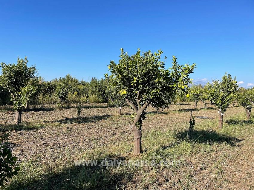 Dalyan'da Merkeze Yakın 6600m2 Satılık Tarla