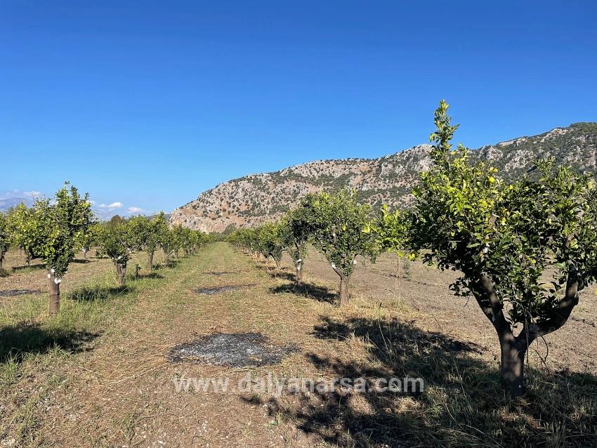 Dalyan'da Merkeze Yakın 6600m2 Satılık Tarla