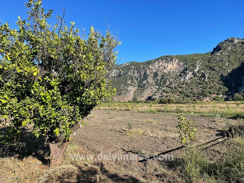Dalyan'da Merkeze Yakın 6600m2 Satılık Tarla